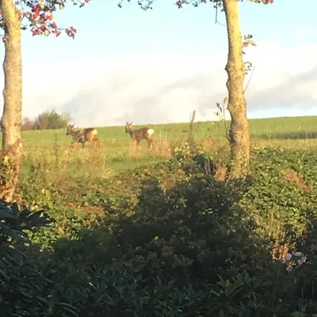 Bed & Breakfast Bogebjerggard